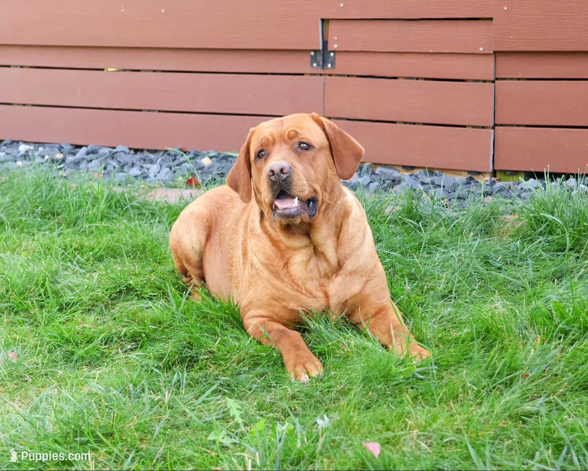AKC Rebel, a male Labrador Retriever for sale in Syracuse, IN – 5 of 6