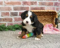 AKC Cinderella , a female Bernese Mountain Dog for sale in Syracuse, IN – Photo 7 of 9