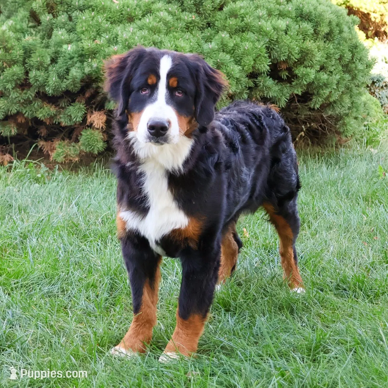 AKC Cinderella , a female Bernese Mountain Dog for sale in Syracuse, IN – Photo 9 of 9