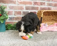 AKC Cinderella , a female Bernese Mountain Dog for sale in Syracuse, IN – Photo 3 of 9