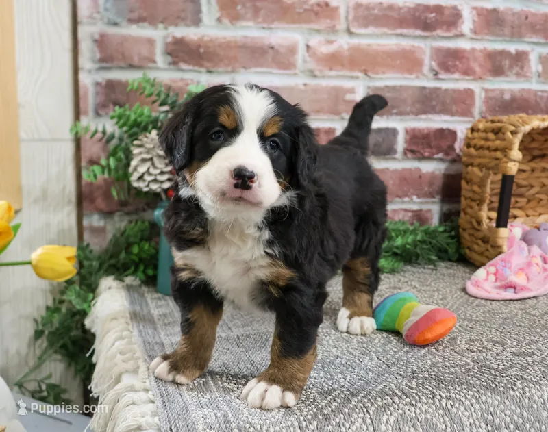 AKC Cinderella , a female Bernese Mountain Dog for sale in Syracuse, IN – Photo 1 of 9
