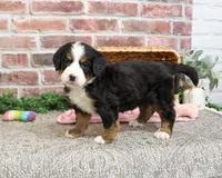 AKC Cinderella , a female Bernese Mountain Dog for sale in Syracuse, IN – Photo 5 of 9