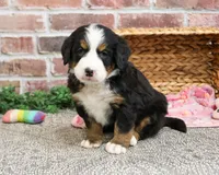 AKC Cinderella , a female Bernese Mountain Dog for sale in Syracuse, IN – Photo 4 of 9