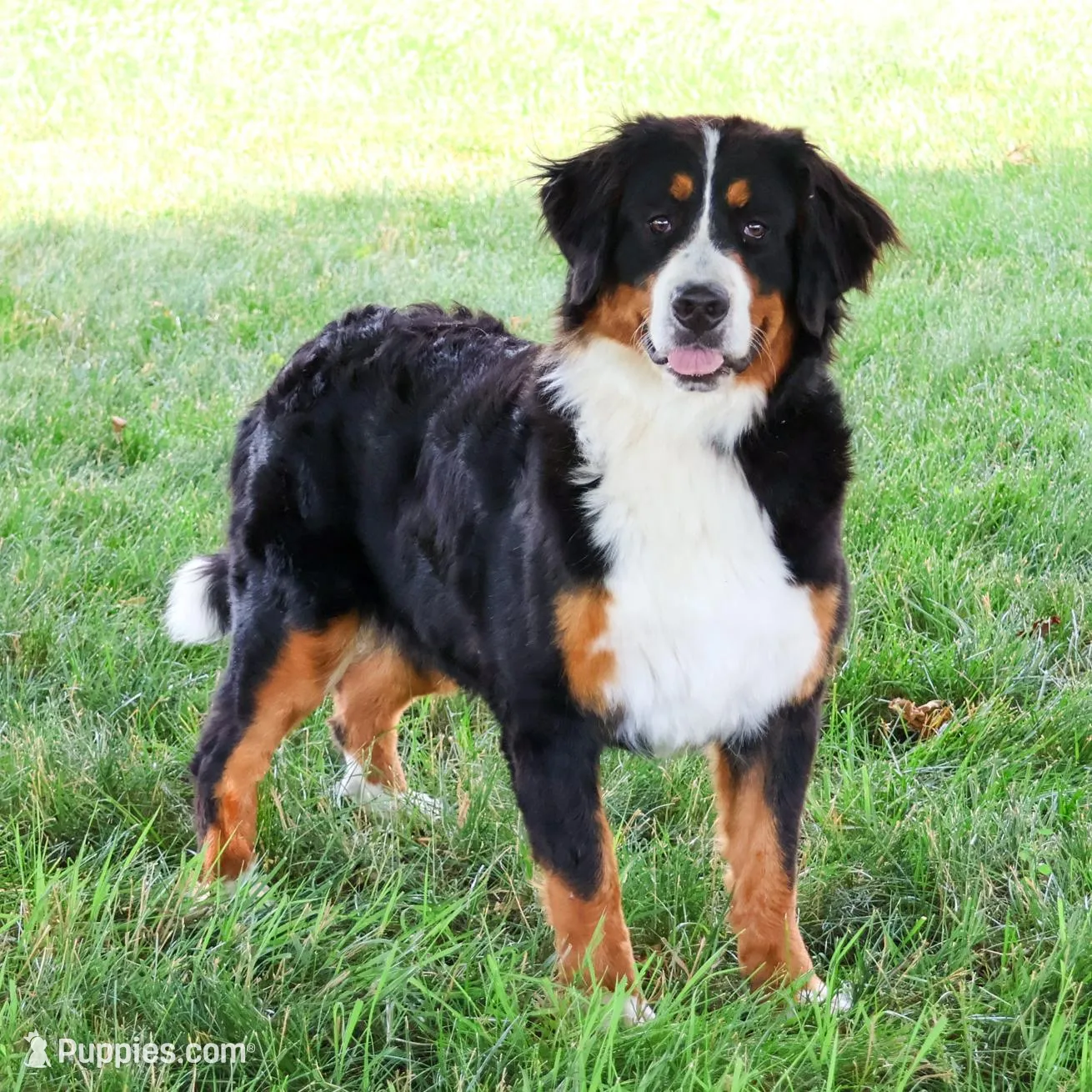 AKC Cinderella , a female Bernese Mountain Dog for sale in Syracuse, IN – Photo 8 of 9