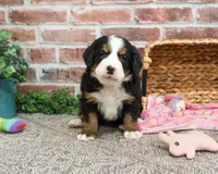 AKC Cinderella , a female Bernese Mountain Dog for sale in Syracuse, IN – Photo 6 of 9