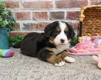 AKC Cinderella , a female Bernese Mountain Dog for sale in Syracuse, IN – Photo 2 of 9