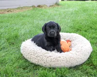 AKC Max, a male Labrador Retriever for sale in Syracuse, IN – 5 of 5