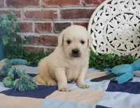 AKC Turbo, a male English Cream Golden Retriever for sale in Syracuse, IN – 6 of 7