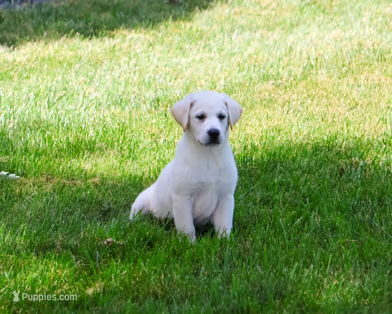 AKC Wanda – Labrador Retriever puppy for sale in Syracuse, IN