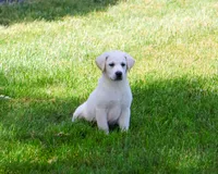 AKC Wanda, a female Labrador Retriever for sale in Syracuse, IN – 1 of 10