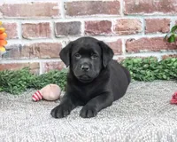 AKC Jade, a female Labrador Retriever for sale in Syracuse, IN – 2 of 5
