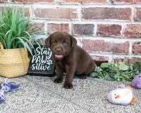 AKC Tootsie , a female Labrador Retriever for sale in Syracuse, IN – 2 of 4