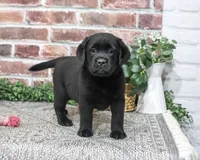 AKC Amber, a female Labrador Retriever for sale in Syracuse, IN – 4 of 6