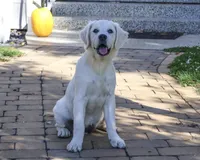 AKC Tori, a female English Cream Golden Retriever for sale in Syracuse, IN – 2 of 10