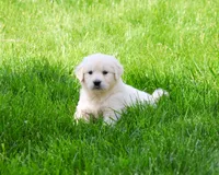 AKC Wesley , a male English Cream Golden Retriever for sale in Syracuse, IN – 2 of 7