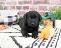 AKC Hulk, a male Labrador Retriever for sale in Syracuse, IN – 6 of 8
