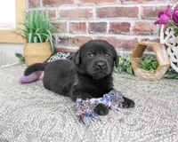 AKC Evangaline, a female Labrador Retriever for sale in Syracuse, IN – 3 of 5