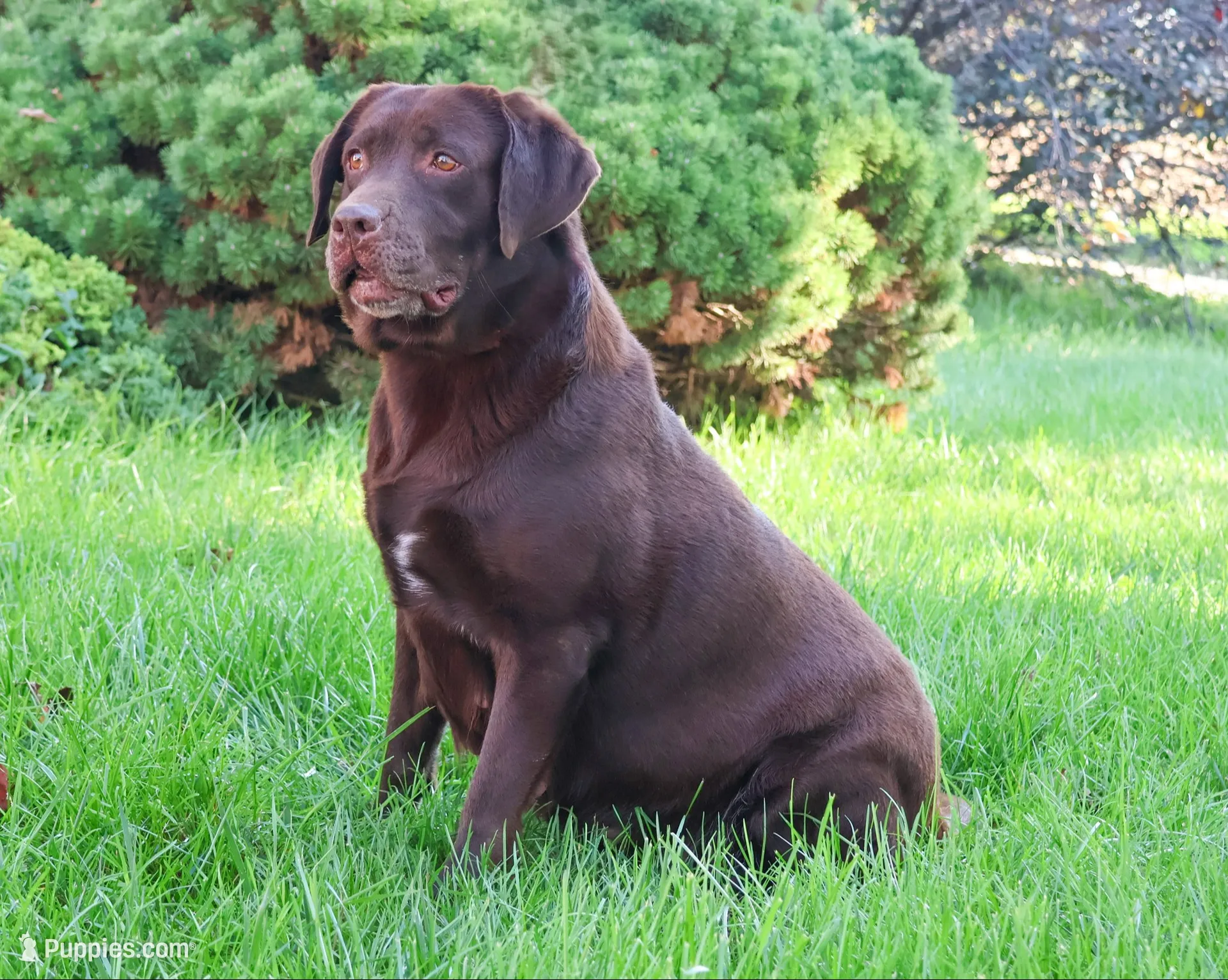 AKC Zoey, a female Labrador Retriever for sale in Syracuse, IN – 6 of 7