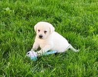 AKC Perseus, a male Labrador Retriever for sale in Syracuse, IN – 4 of 6
