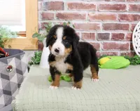 AKC Patriot, a male Bernese Mountain Dog for sale in Syracuse, IN – 5 of 5