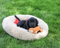 AKC Max, a male Labrador Retriever for sale in Syracuse, IN – 4 of 5