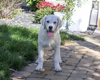 AKC Tori, a female English Cream Golden Retriever for sale in Syracuse, IN – 3 of 10