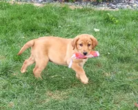 AKC Claudia, a female Labrador Retriever for sale in Syracuse, IN – 3 of 5