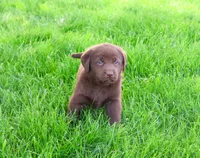 AKC Lulu, a female Labrador Retriever for sale in Syracuse, IN – 3 of 6