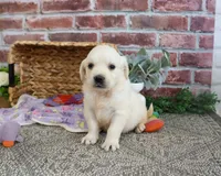 AKC Twinkle, a female English Cream Golden Retriever for sale in Syracuse, IN – 2 of 4