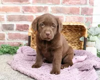 AKC Maggie , a female Labrador Retriever for sale in Syracuse, IN – Photo 2 of 6