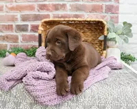 AKC Maggie , a female Labrador Retriever for sale in Syracuse, IN – Photo 5 of 6