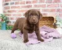 AKC Maggie , a female Labrador Retriever for sale in Syracuse, IN – Photo 1 of 6