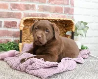 AKC Maggie , a female Labrador Retriever for sale in Syracuse, IN – Photo 3 of 6
