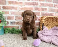AKC Maggie , a female Labrador Retriever for sale in Syracuse, IN – Photo 6 of 6