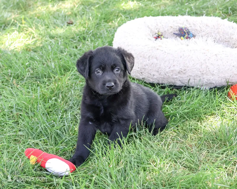 AKC Mowgli – Labrador Retriever puppy for sale in Syracuse, IN