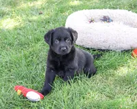 AKC Mowgli, a male Labrador Retriever for sale in Syracuse, IN – 1 of 5