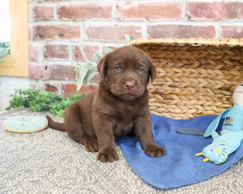 AKC Samuel  – Labrador Retriever puppy for sale in Syracuse, IN