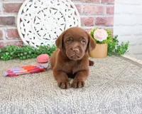 AKC Lillian, a female Labrador Retriever for sale in Syracuse, IN – 2 of 5