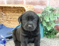 AKC Simon , a male Labrador Retriever for sale in Syracuse, IN – 2 of 4