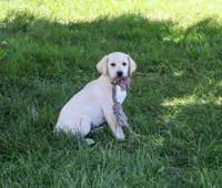 AKC Rosco, a male Labrador Retriever for sale in Syracuse, IN – 3 of 5