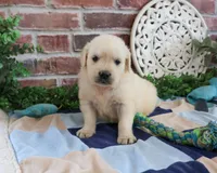 AKC Turbo, a male English Cream Golden Retriever for sale in Syracuse, IN – 4 of 7
