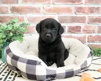 AKC Hulk, a male Labrador Retriever for sale in Syracuse, IN – 2 of 8