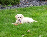 AKC Whitney, a female Labrador Retriever for sale in Syracuse, IN – 3 of 10