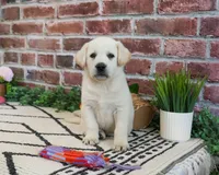 AKC Wanda, a female Labrador Retriever for sale in Syracuse, IN – 4 of 8