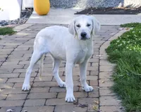 AKC Tallulah, a female English Cream Golden Retriever for sale in Syracuse, IN – 3 of 10