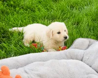 AKC Wesley , a male English Cream Golden Retriever for sale in Syracuse, IN – 3 of 7