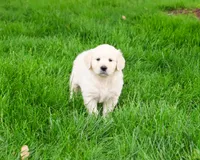 AKC Cecily, a female English Cream Golden Retriever for sale in Syracuse, IN – 4 of 8