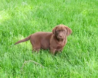 AKC Simba, a male Labrador Retriever for sale in Syracuse, IN – 3 of 8