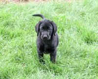 AKC Max, a male Labrador Retriever for sale in Syracuse, IN – 2 of 10