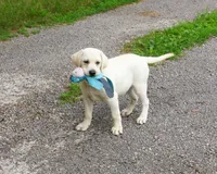 AKC Percival , a male Labrador Retriever for sale in Syracuse, IN – 6 of 10